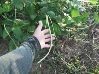 post-73977-0-01675700-1384204008_thumb.j