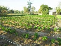 post-73977-0-02371200-1384204027_thumb.j