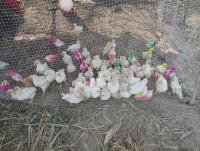 post-73977-0-03885700-1384268675_thumb.j