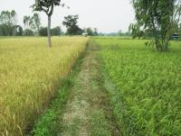 post-73977-0-19875500-1384436195_thumb.j