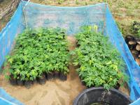 post-73977-0-41572100-1384203748_thumb.j