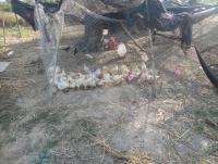 post-73977-0-50032200-1384268696_thumb.j