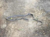 post-73977-0-51607700-1384179571_thumb.j