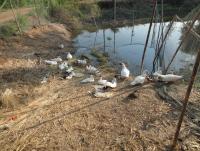 post-73977-0-75684100-1384254779_thumb.j