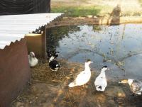 post-73977-0-82897100-1384179227_thumb.j