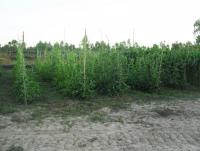 post-73977-0-84766500-1384203859_thumb.j