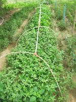 post-73977-0-87916200-1384203826_thumb.j