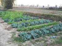 post-73977-0-90655700-1384203887_thumb.j