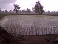 post-73977-0-95873400-1384435536_thumb.j