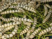 post-95325-0-84631300-1383919972_thumb.j