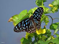 post-12069-0-14170200-1416114144_thumb.j