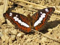 post-12069-0-24917000-1416901240_thumb.j