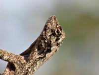 post-12069-0-29201800-1416639873_thumb.j