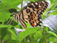 post-12069-0-55107100-1417234444_thumb.j