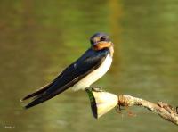 post-12069-0-79106800-1415008945_thumb.j