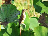 post-12069-0-88334300-1417338234_thumb.j