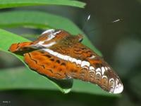 post-12069-0-96094800-1415449671_thumb.j