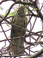 post-146250-0-25245300-1415596582_thumb.