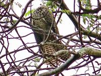 post-146250-0-31356700-1415596003_thumb.