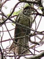 post-146250-0-47550200-1415596021_thumb.