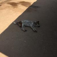 post-175700-0-04394400-1416281958_thumb.