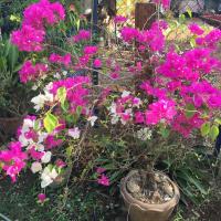 post-175700-0-43861300-1416646568_thumb.