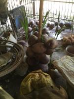 post-175700-0-64779000-1416712905_thumb.