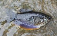 post-17753-0-18746200-1416121541_thumb.j