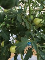 post-184243-0-67501100-1417154209_thumb.