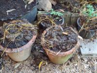 post-32351-0-18608500-1417065066_thumb.j