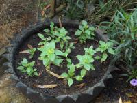 post-32351-0-50990200-1416621896_thumb.j