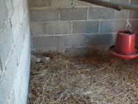 post-32351-0-67668500-1417065216_thumb.j