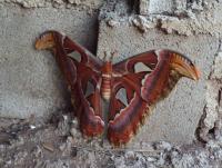 post-32351-0-82021000-1416620627_thumb.j