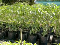 post-37242-0-12456000-1417154730_thumb.j