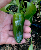 post-37242-0-15084700-1417154693_thumb.p