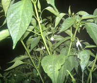 post-37242-0-23753800-1417154960_thumb.p