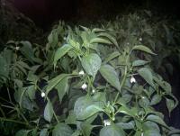 post-37242-0-25806300-1417154979_thumb.j