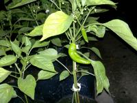 post-37242-0-42514700-1416514561_thumb.j