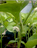 post-37242-0-44852500-1415909895_thumb.p