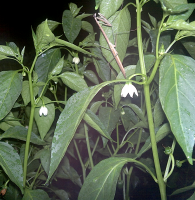 post-37242-0-56150600-1417154937_thumb.p