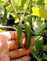 post-37242-0-61921700-1417154859_thumb.p