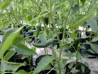 post-37242-0-71247700-1417154749_thumb.j