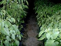 post-37242-0-98622500-1417154890_thumb.j