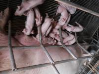 post-44389-0-62390200-1416799854_thumb.j