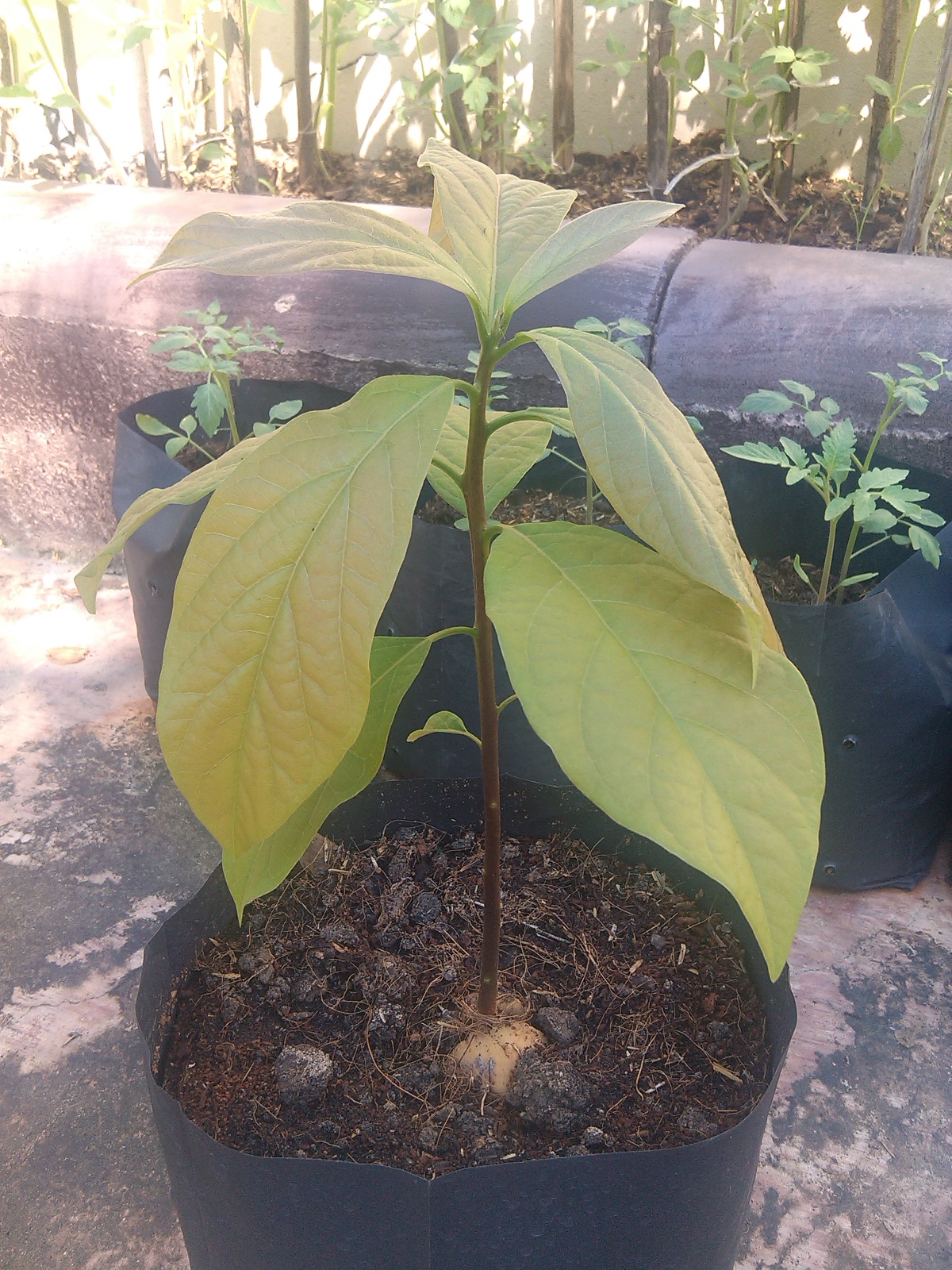 Growing avocado in Thailand - Farming in Thailand Forum - Thailand News ...