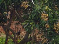 post-87221-0-09531300-1417319853_thumb.j