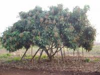 post-87221-0-33584400-1416889588_thumb.j