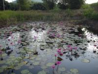 post-87221-0-71088700-1416704316_thumb.j