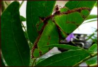 post-9958-0-97274800-1416913594_thumb.jp