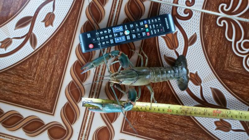 post-206439-0-79980100-1448187644_thumb.